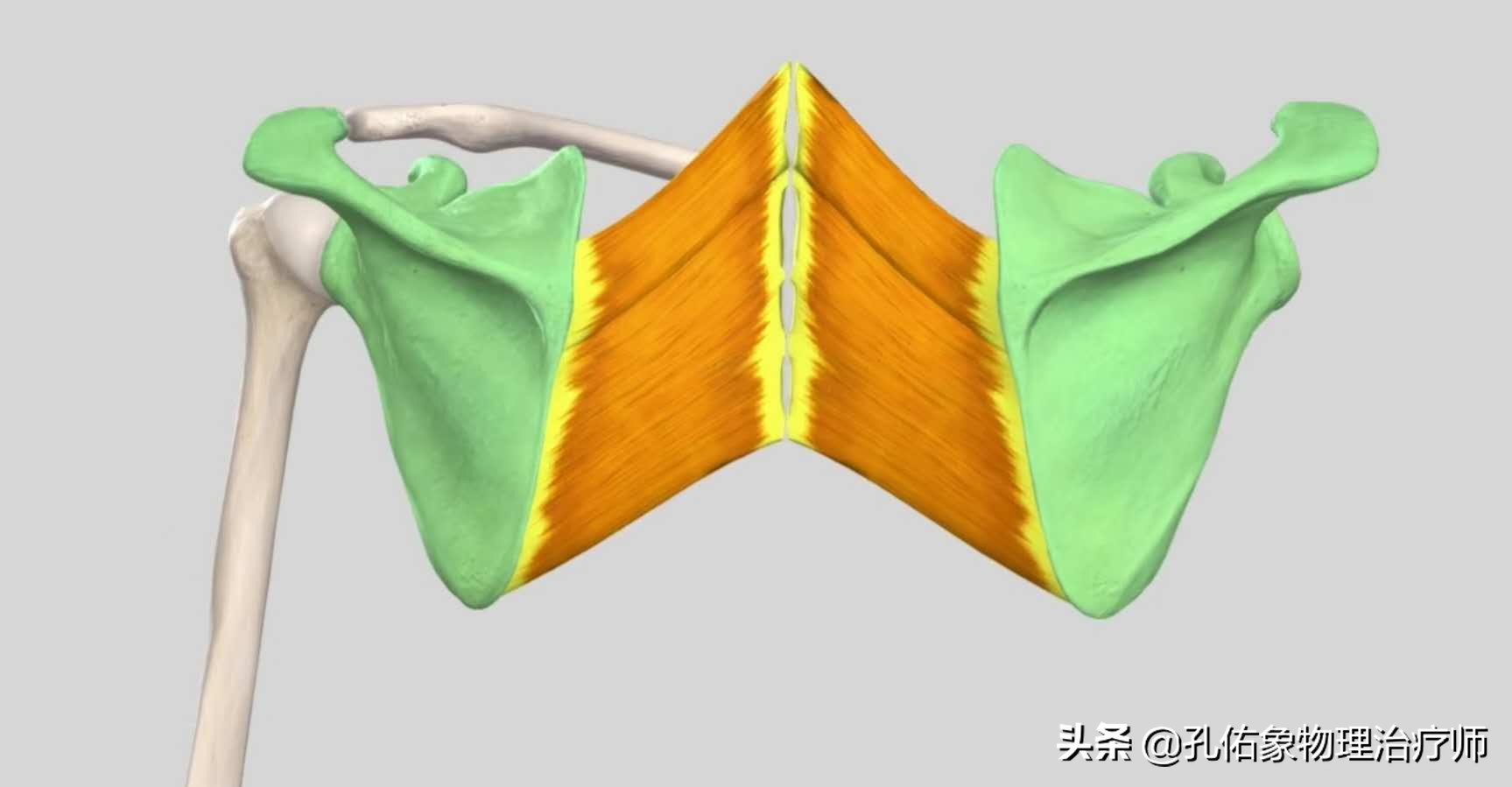 肩膀颈椎病症状,肩膀疼引起的颈椎病怎么治