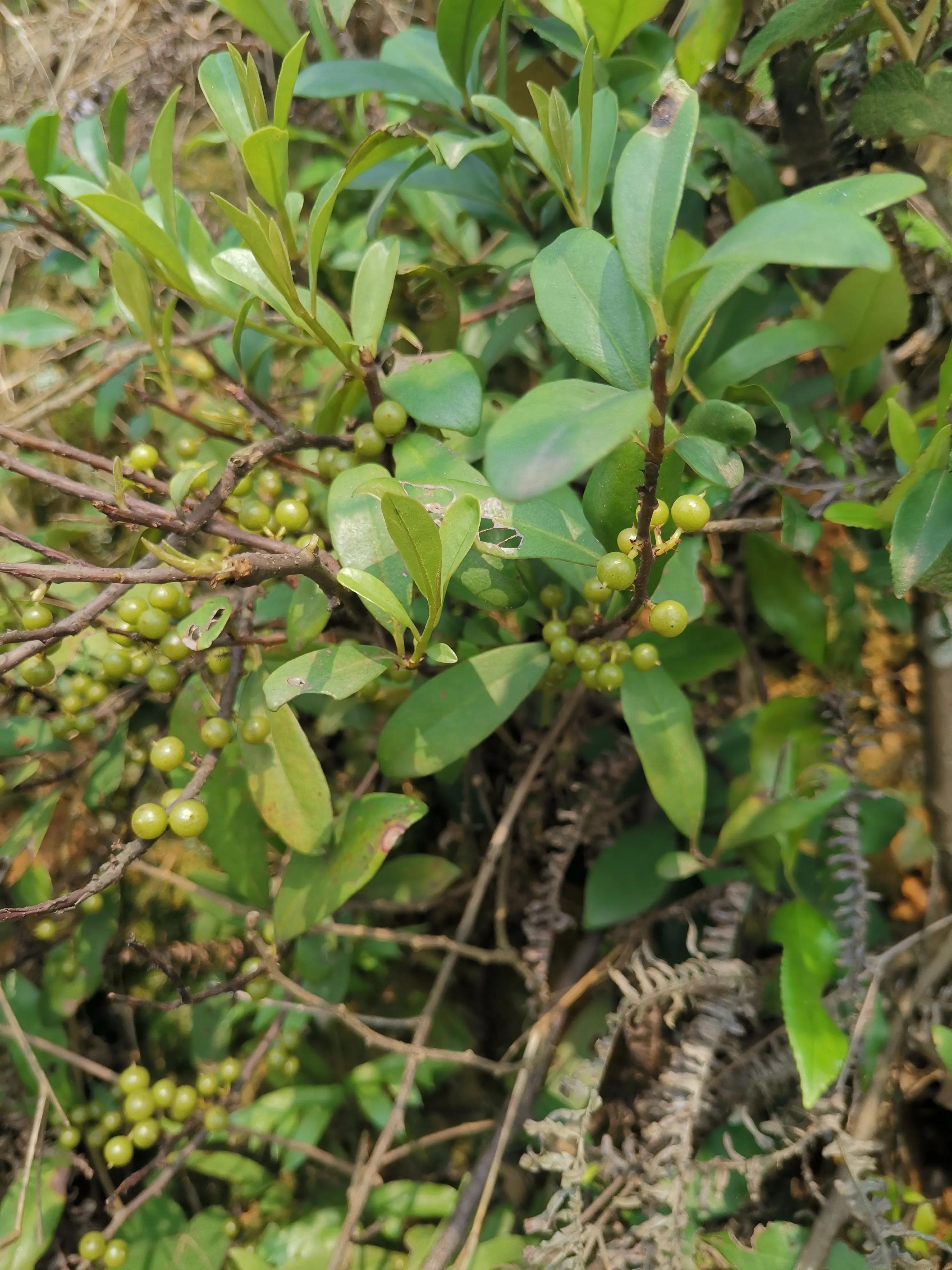 儿时回忆火药枪,儿时的回忆竹枪