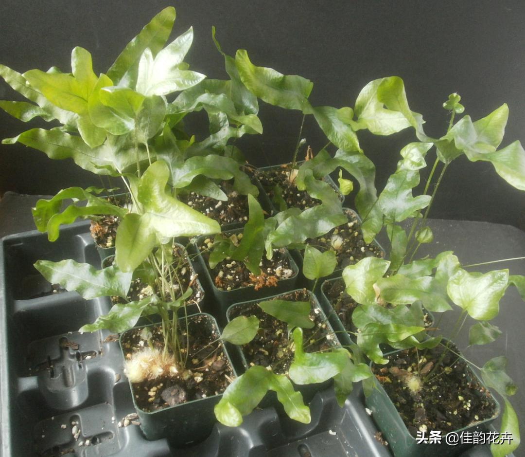 花卉绿植扦插繁殖方法视频播放,各种花卉的扦插视频教程