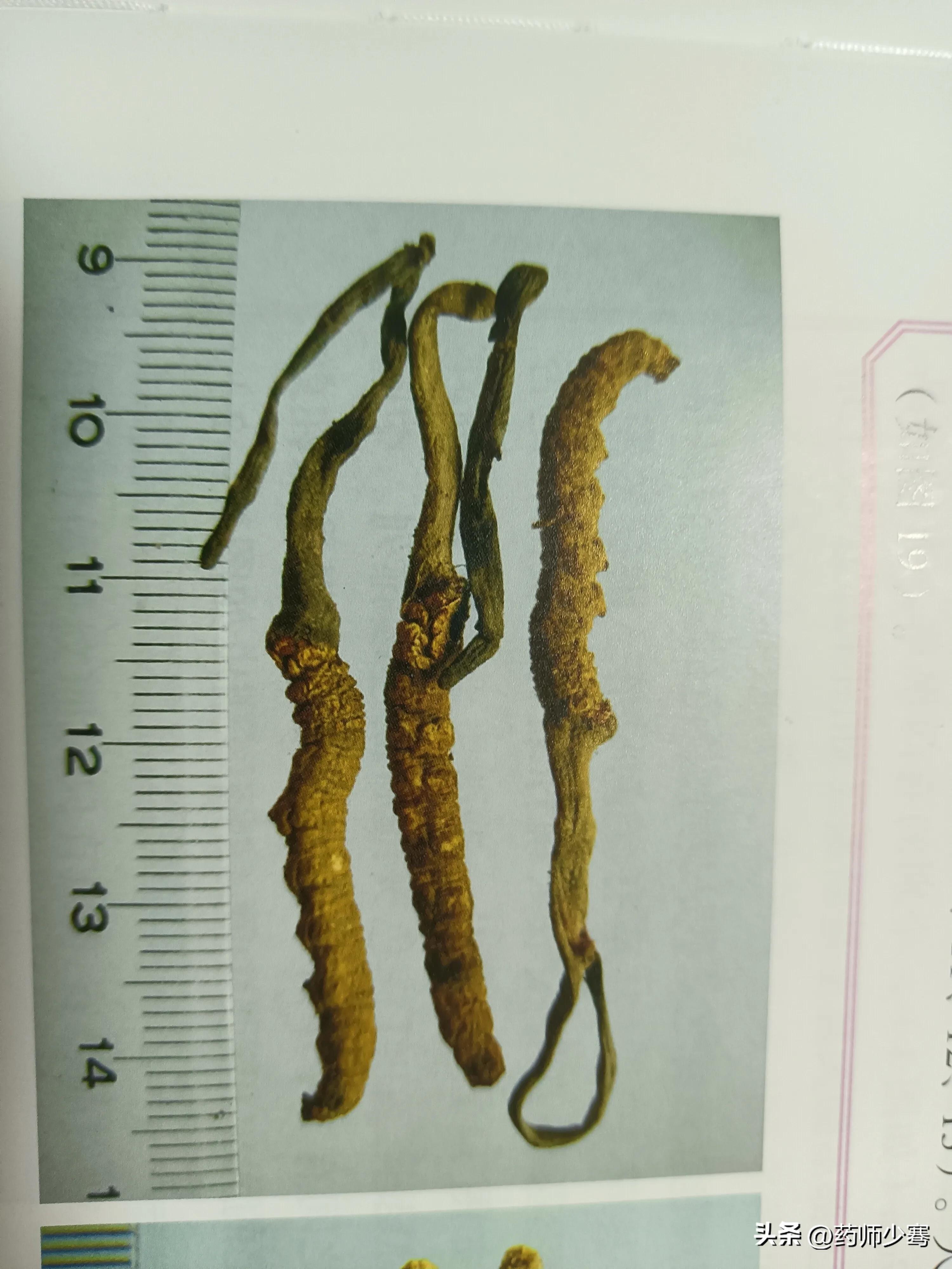 虫草鉴定报告,西藏梅邦虫草鉴定