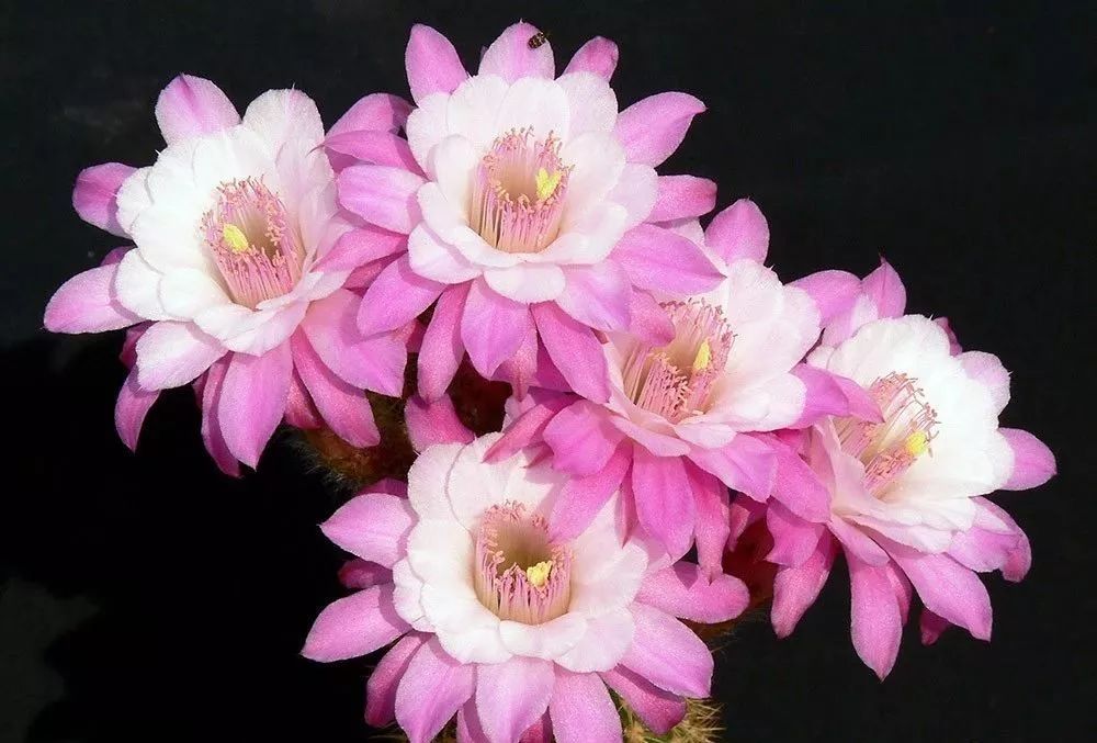 200种·仙人球开花图鉴，大开眼界，美到爆