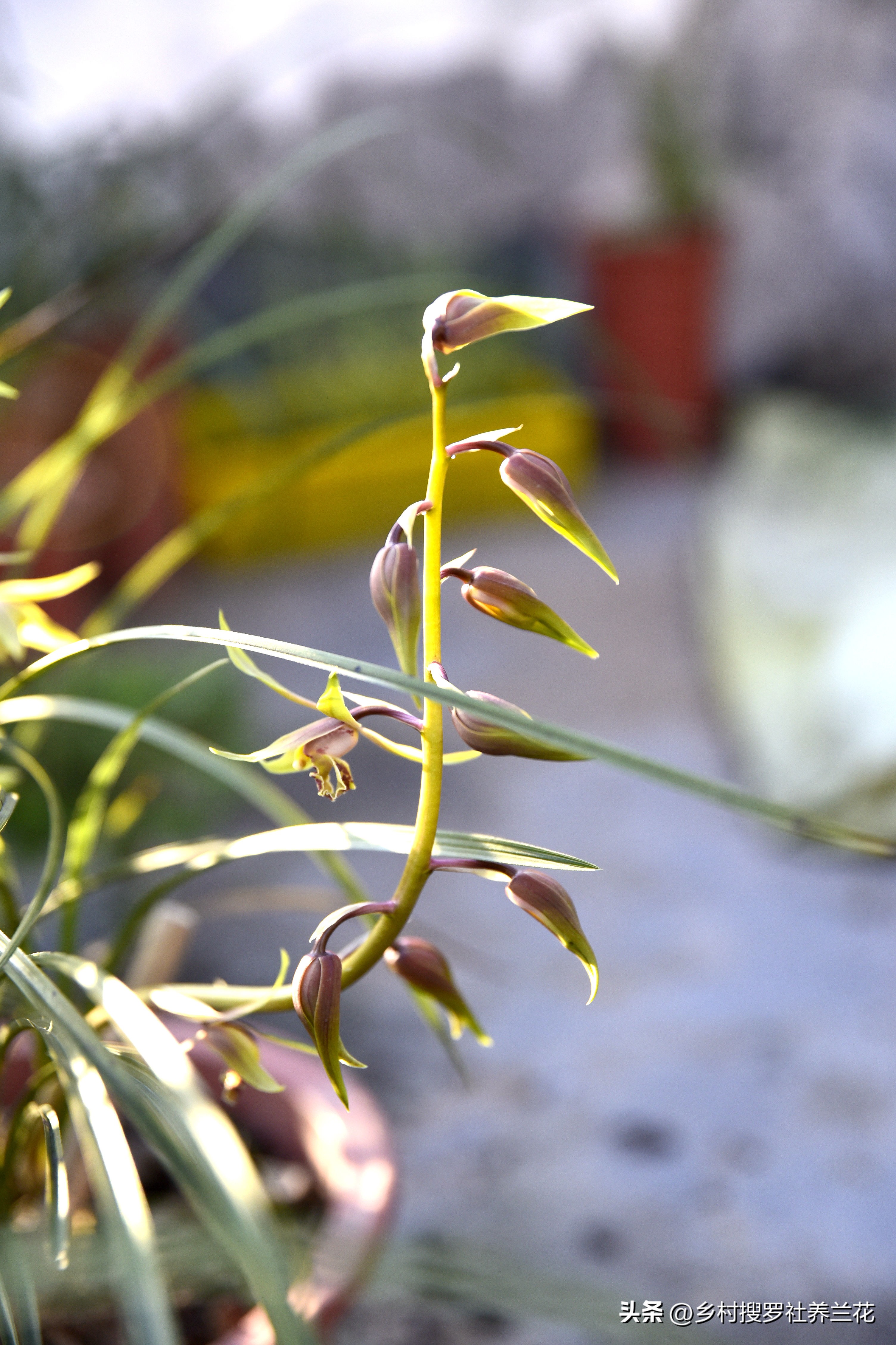 蕙兰开花浇什么水最好,养大花蕙兰什么时候控水