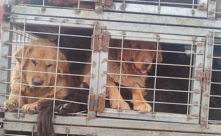 东北：大哥想救笼里狗，岂料狗贩张口就是数十万，大哥：这谁能买
