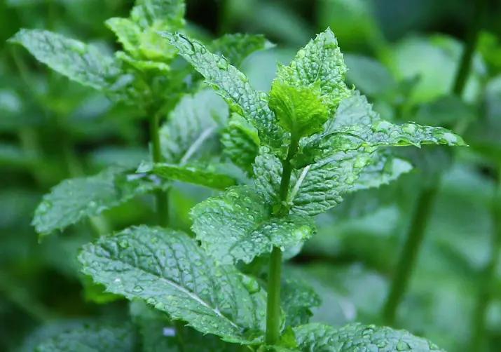 养薄荷冬天应注意什么,养薄荷盆栽的注意事项