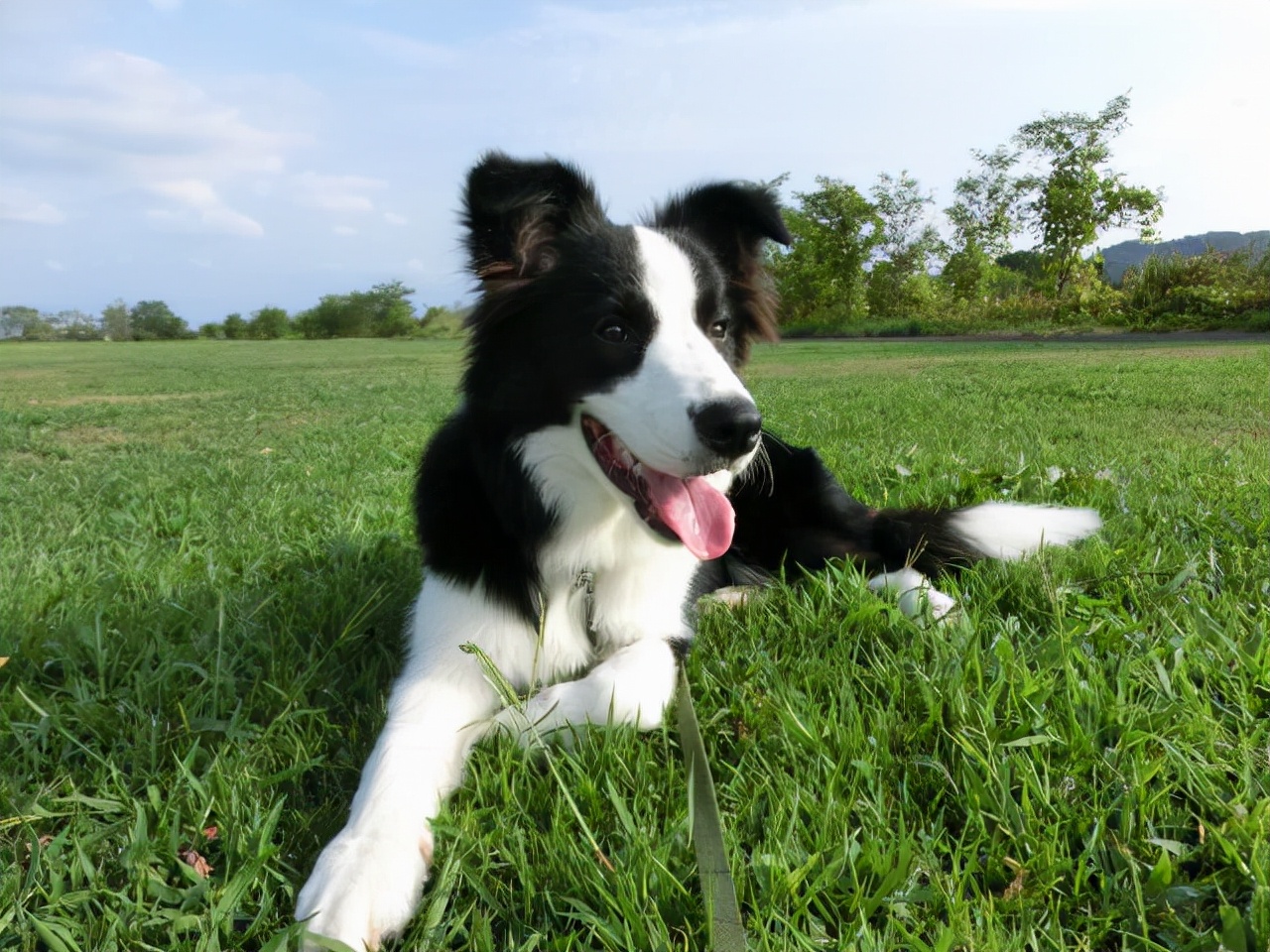 街上养大型狗犯法吗,养大狗不拴绳违法吗