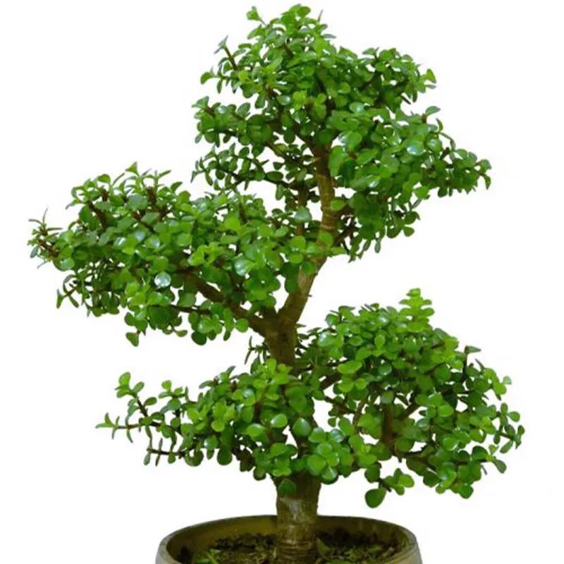 客厅养四种富贵花,家中盆栽什么树好养旺财