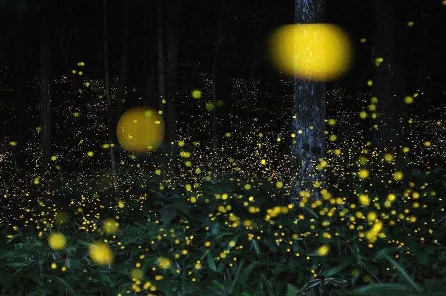 海子诗朗诵合集,海子诗歌朗诵稿大全