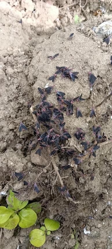 12月份园林绿化养护工作重点,元月份园林养护重点工作