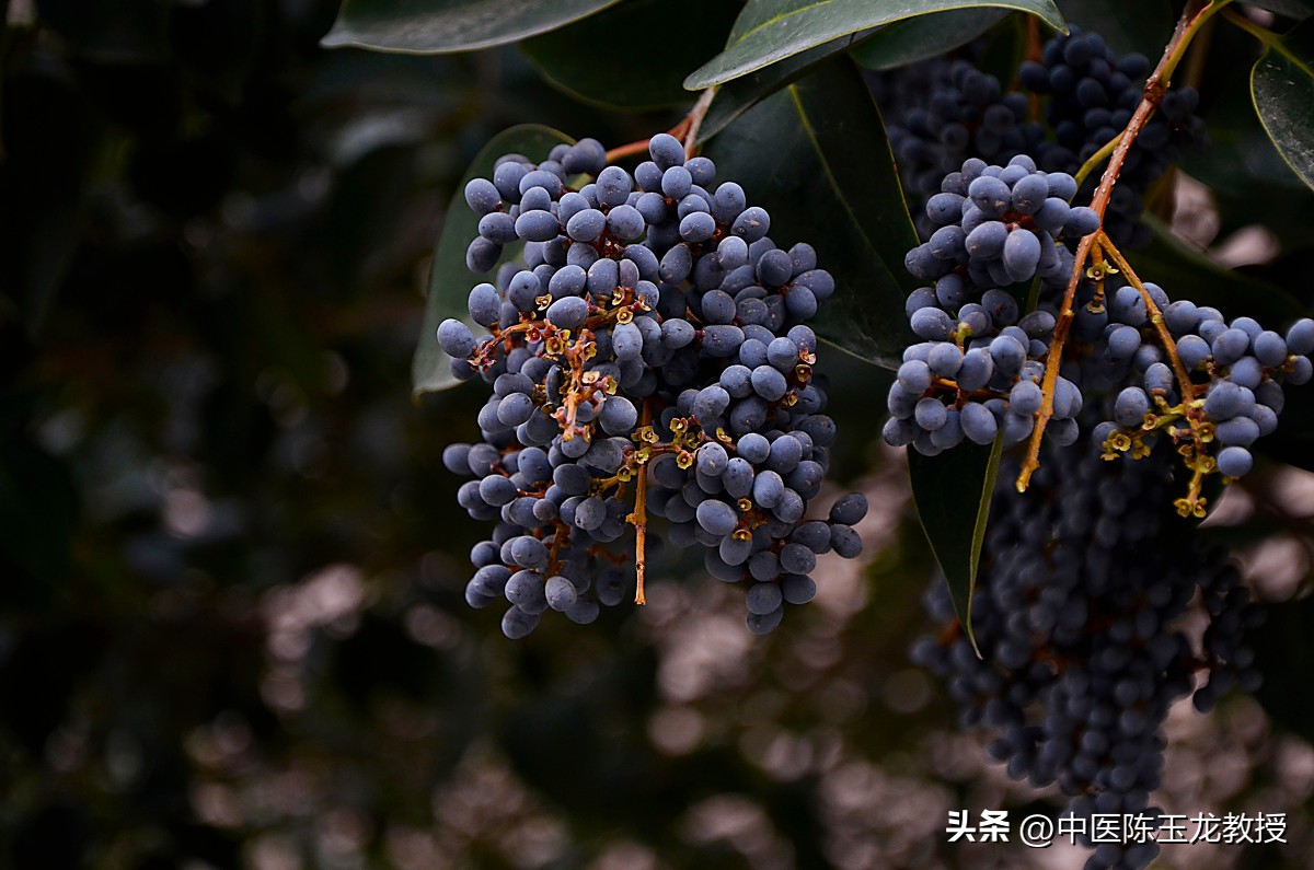 肾好百病消是真的吗,用什么中药泡水可以补肾阳