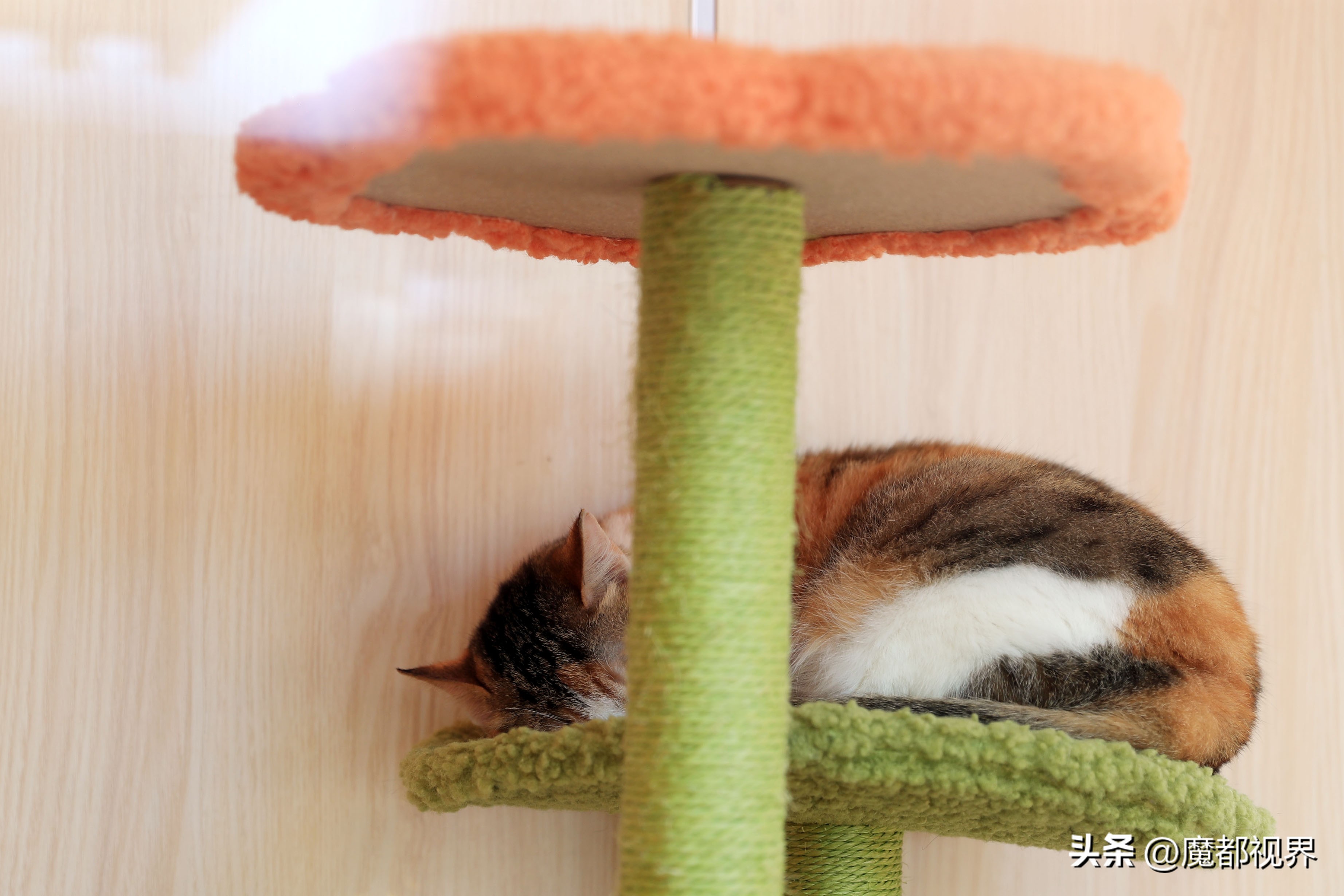 上海市文明养宠嘉年华,上海首届文明养宠嘉年华