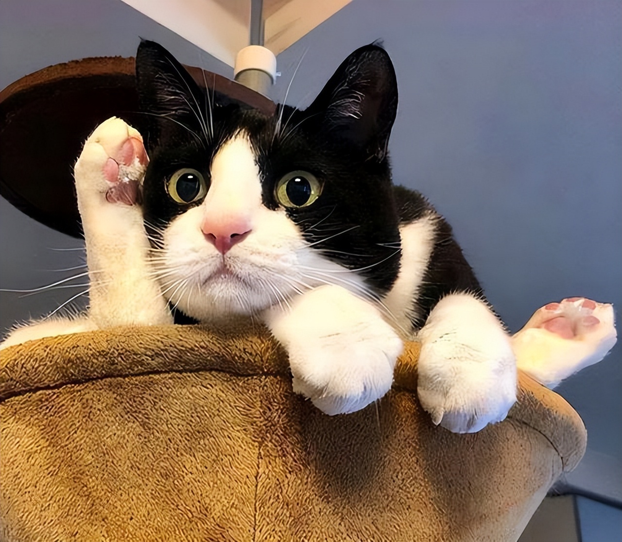 最难打理的猫咪排行,一只最难养的猫咪