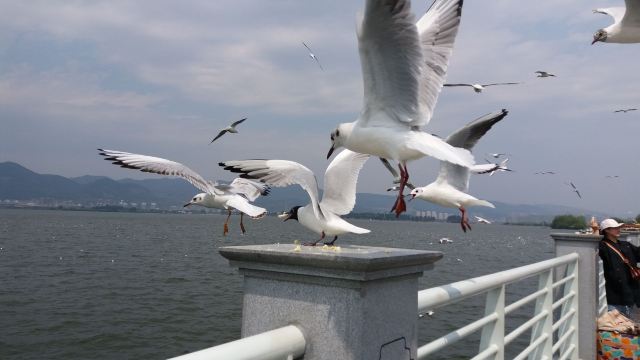 云南旅游攻略昆明旅游攻略,云南昆明旅游攻略