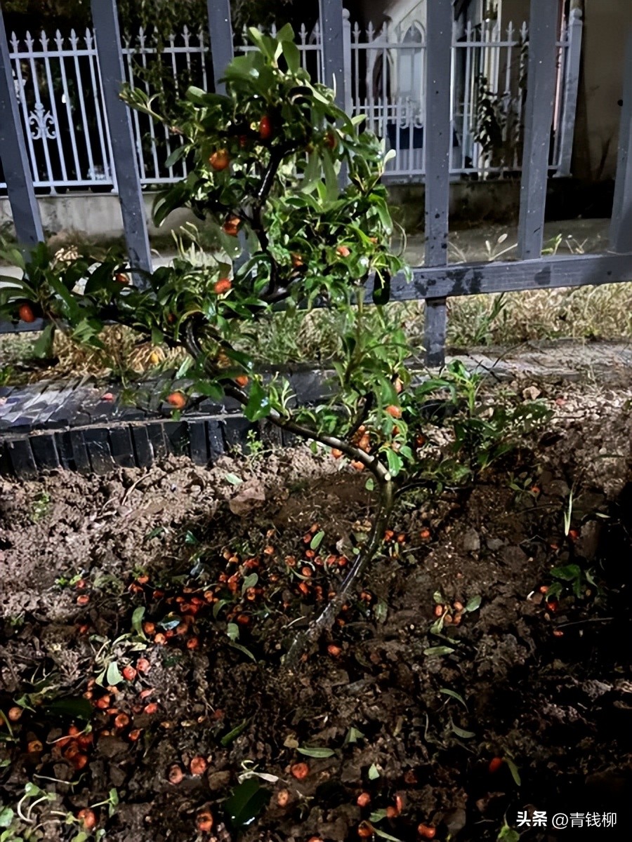 火棘是否适合阳台种植,火棘盆栽什么时候移盆最好