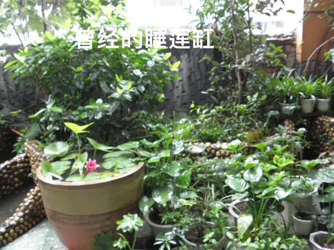 白马蹄莲跟彩色马蹄莲哪个品种好,洁白的马蹄莲图片