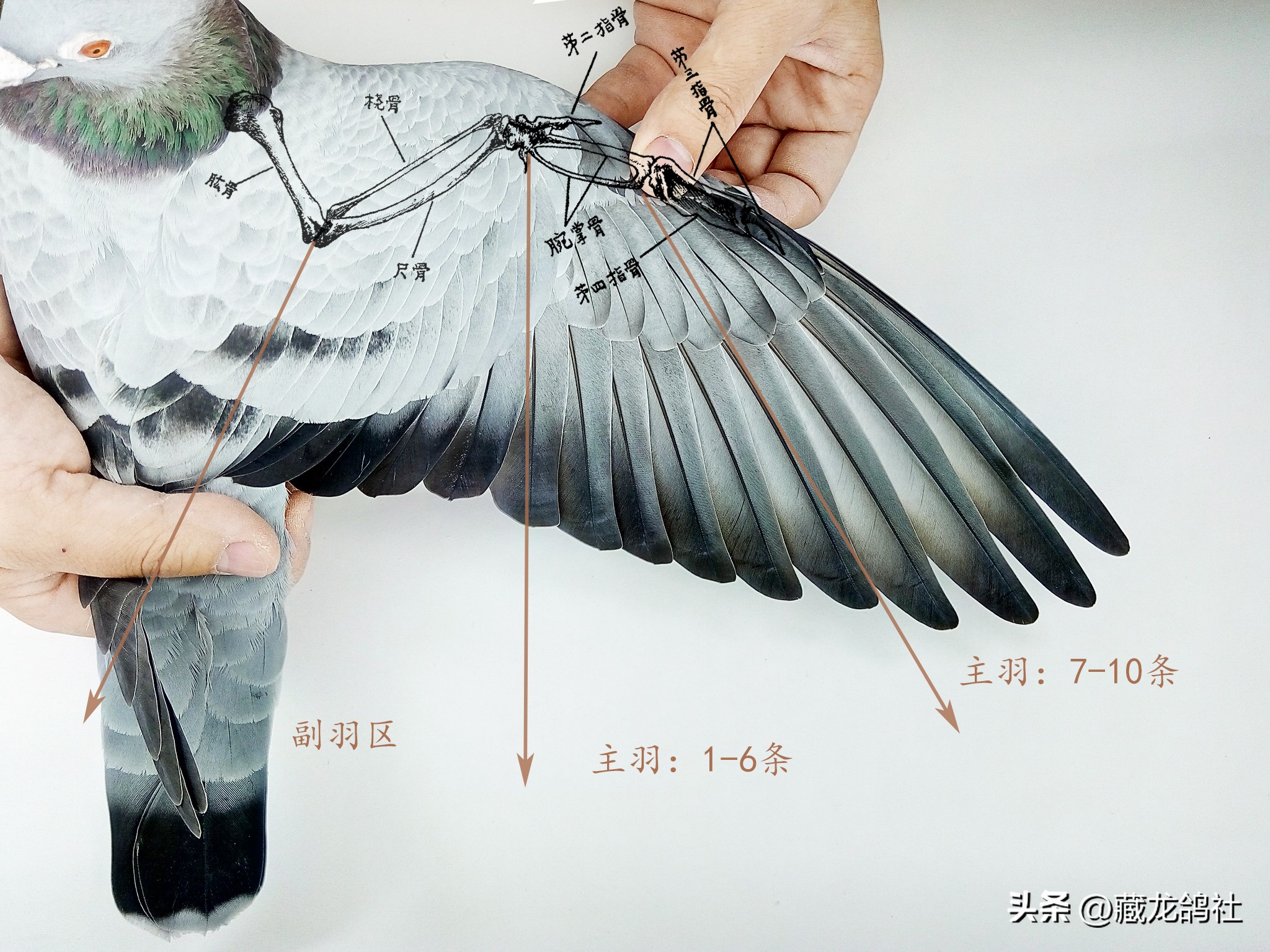 鸽友总结的鉴鸽口诀,美国鸽友