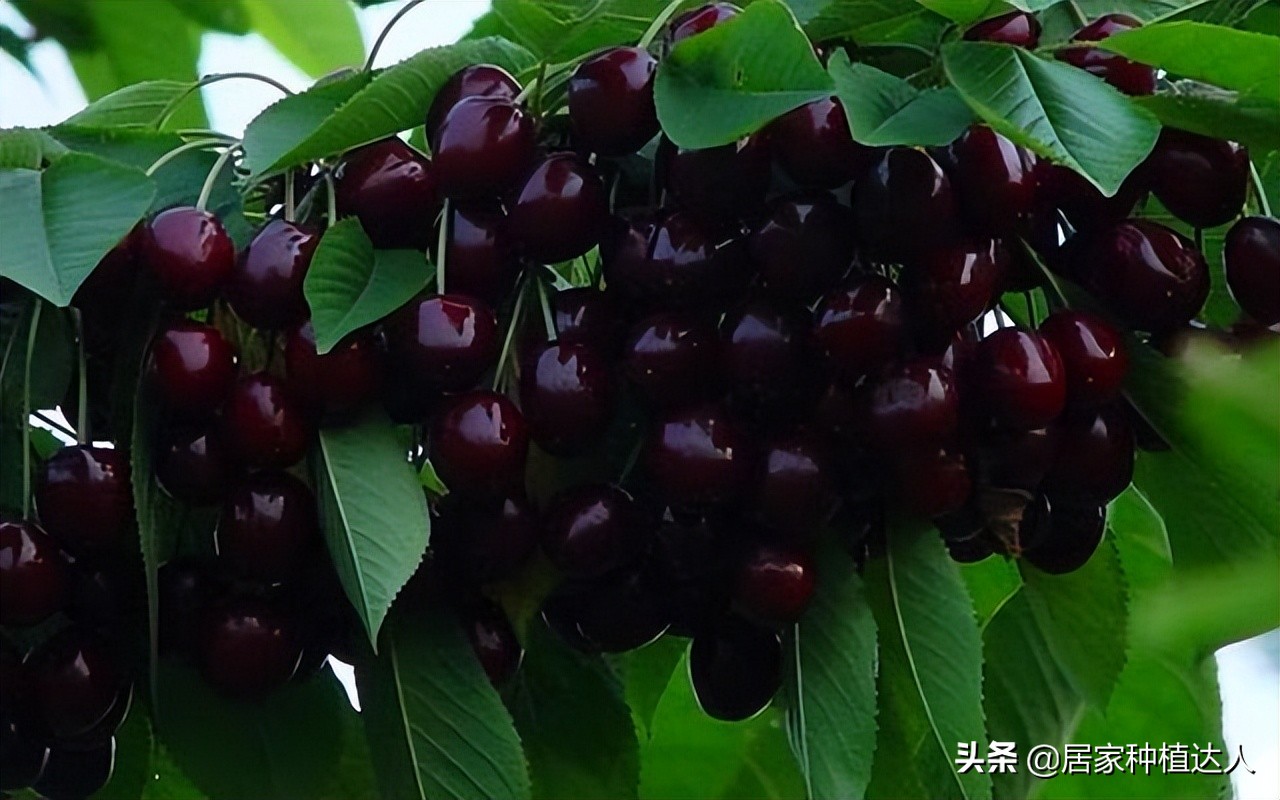 盆栽种植车厘子,庭院种植车厘子一棵能结果吗