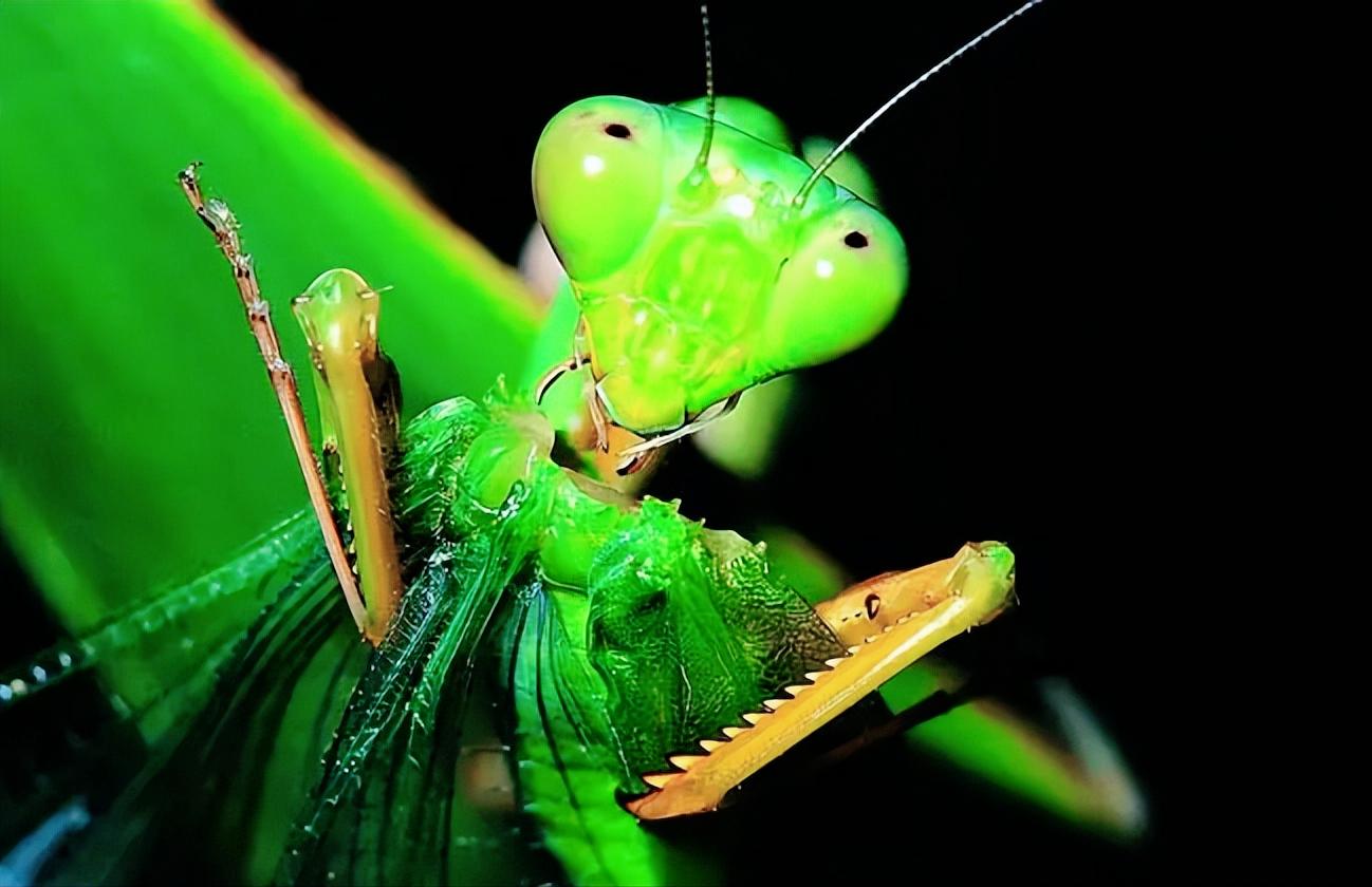 世界十大最凶残的昆虫,最强大最残暴的昆虫