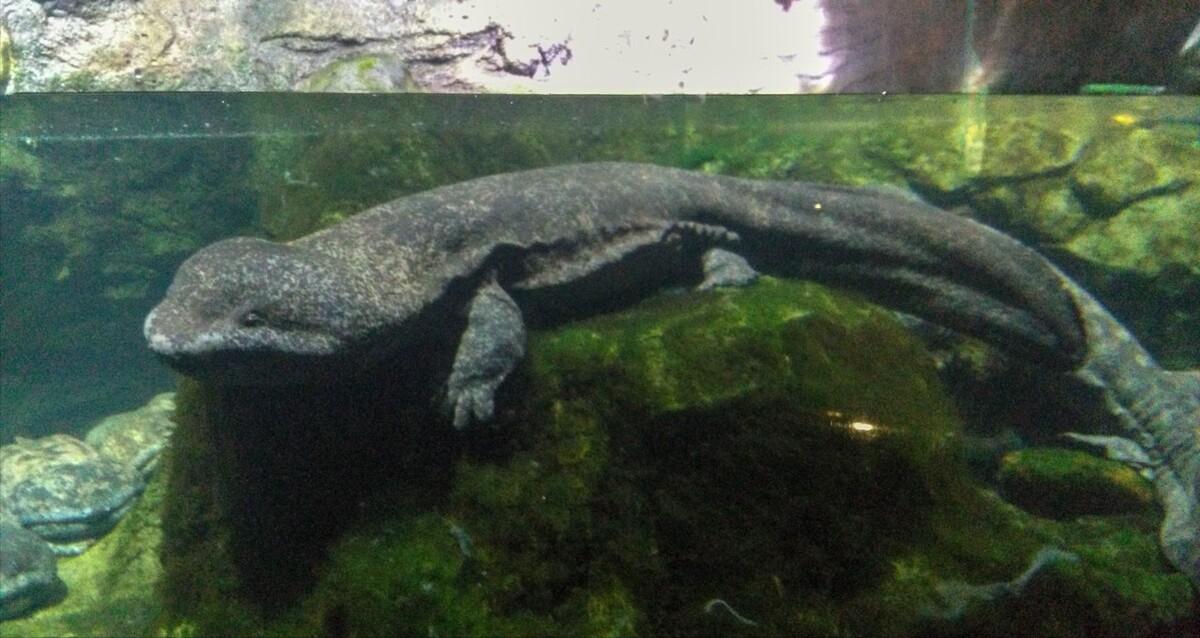 中国的娃娃鱼图片和特征,我国发现纯种野生娃娃鱼