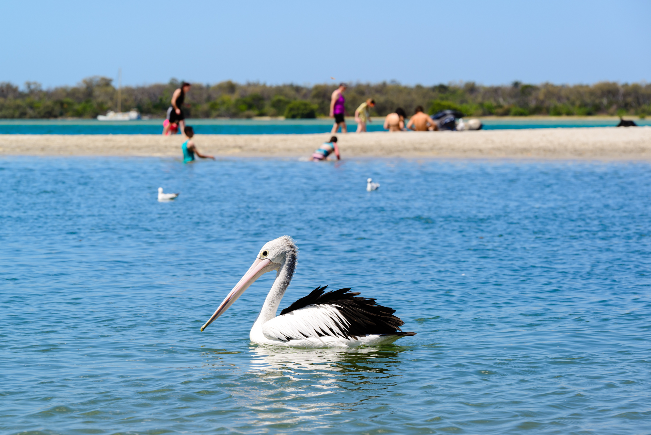 澳洲黄金海岸喂鹈鹕,澳洲海边鹈鹕
