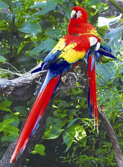 图片欣赏-金刚鹦鹉