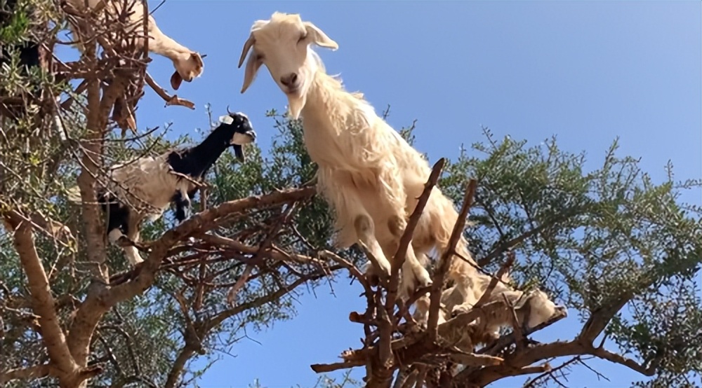 摩洛哥上树的羊,摩洛哥踢足球厉害吗