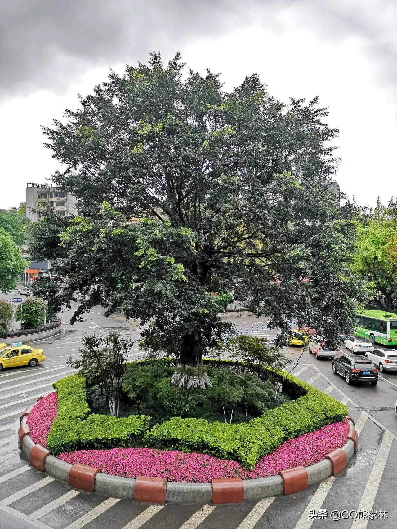 春游开拓眼界,春游樱花广场图片