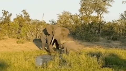 草原暴君？撵狮群，踹河马，压断犀牛肋骨，连路过的狗都要挨巴掌