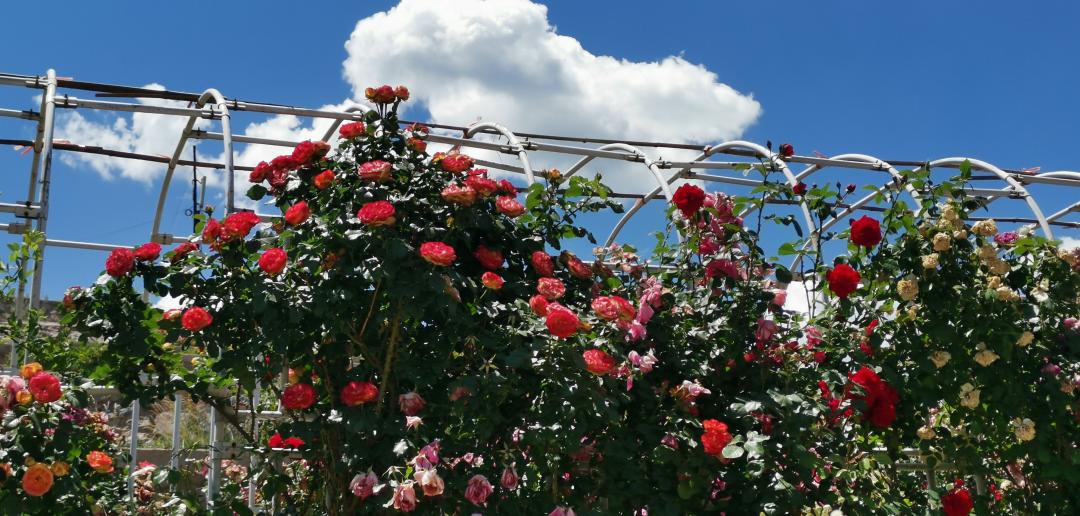 常觅春归不知处花田此地得逢君：栖云田园小镇·花间集