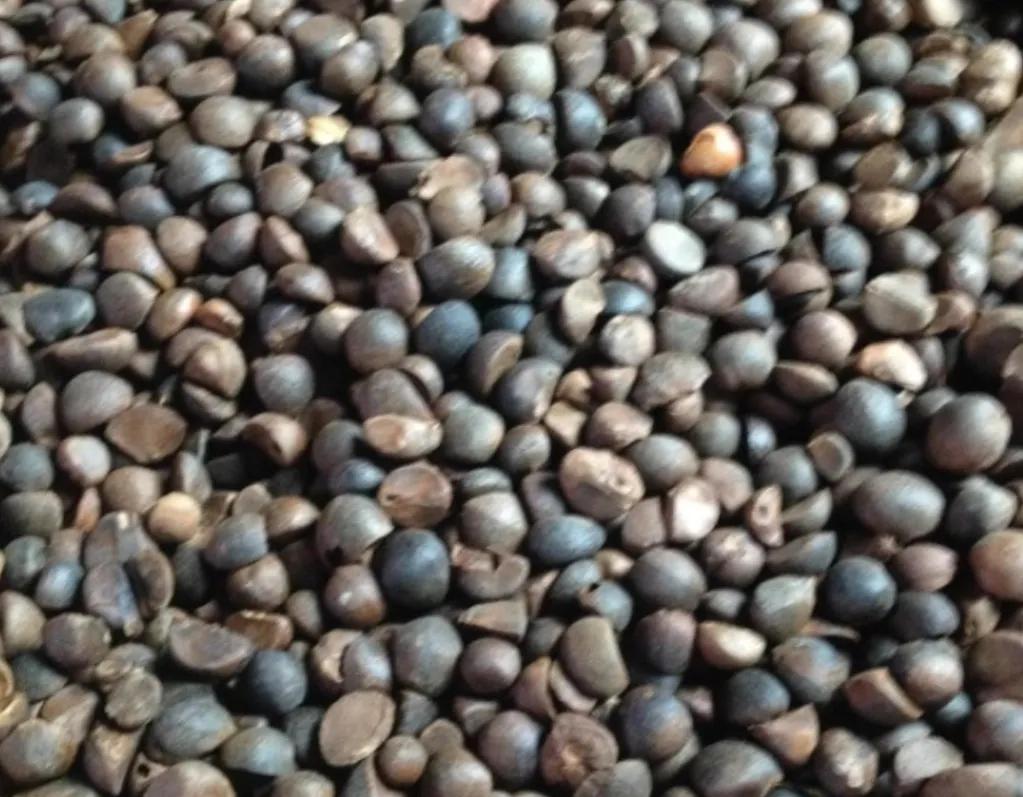 茶油功效卓越干倒橄榄油，为何很少人吃，是太贵买不起？