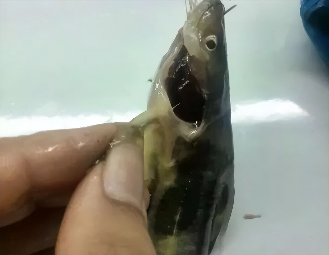 姘翠骇鍏绘畺鍒嗗瓙姘ㄥ拰绂诲瓙姘ㄧ殑鍖哄埆,璁よ瘑姘翠骇鍏绘畺