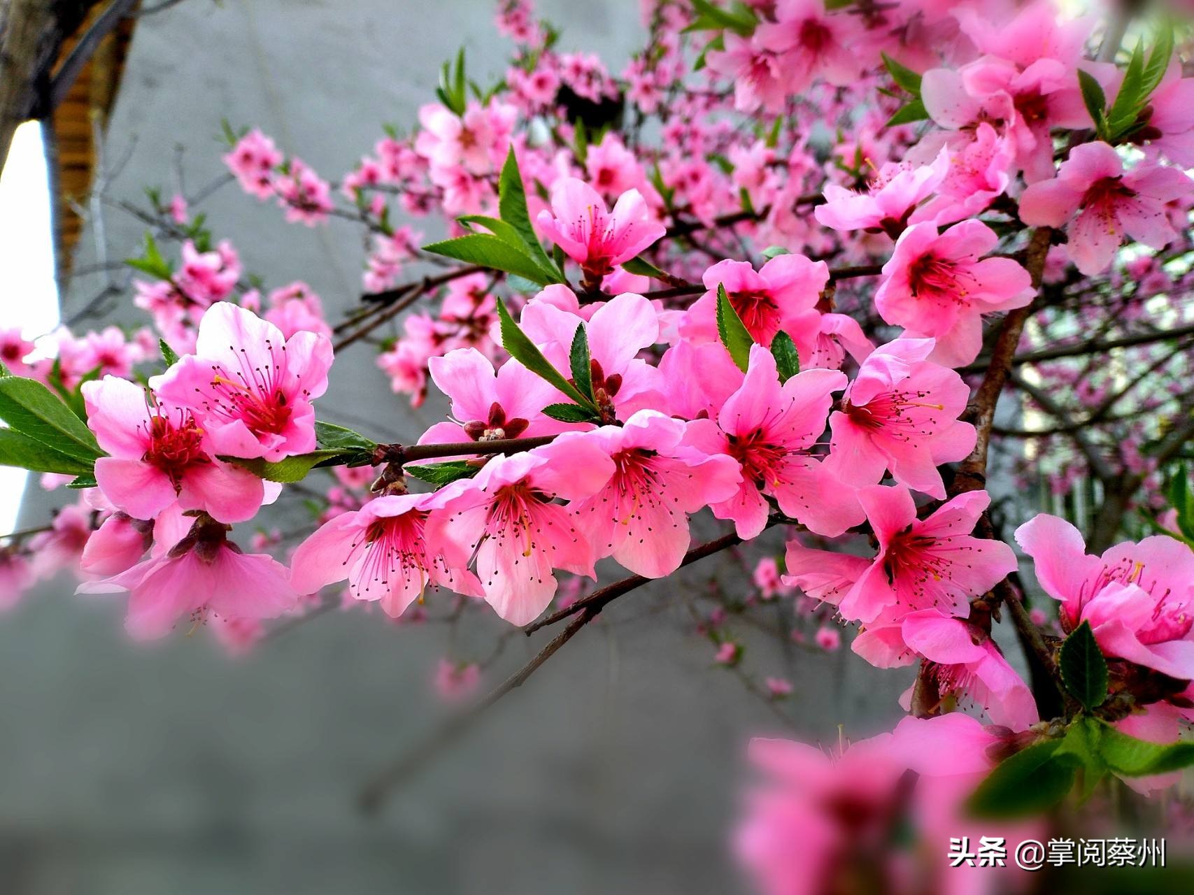 梦在山水间：三月花语