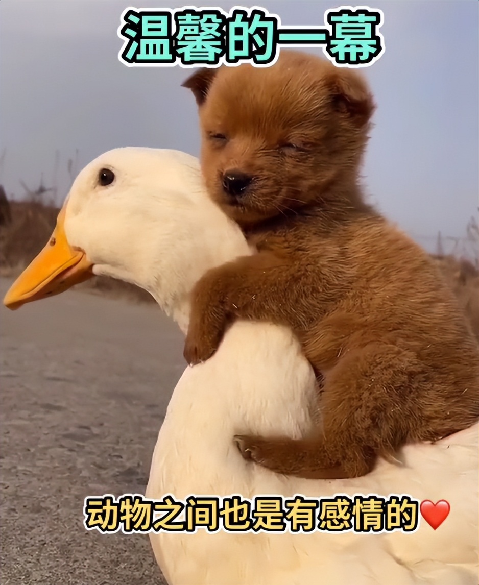 “狗界巅峰”：“把鸭当妈”骑鸭背上，全网最萌小狗吸粉550万