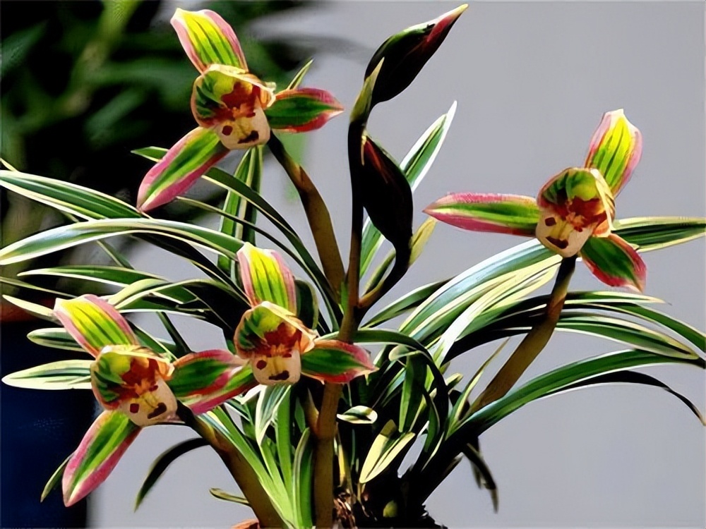 只认识兰叶带丝或者带金边的兰花,叶片细长带金边的兰花是什么兰