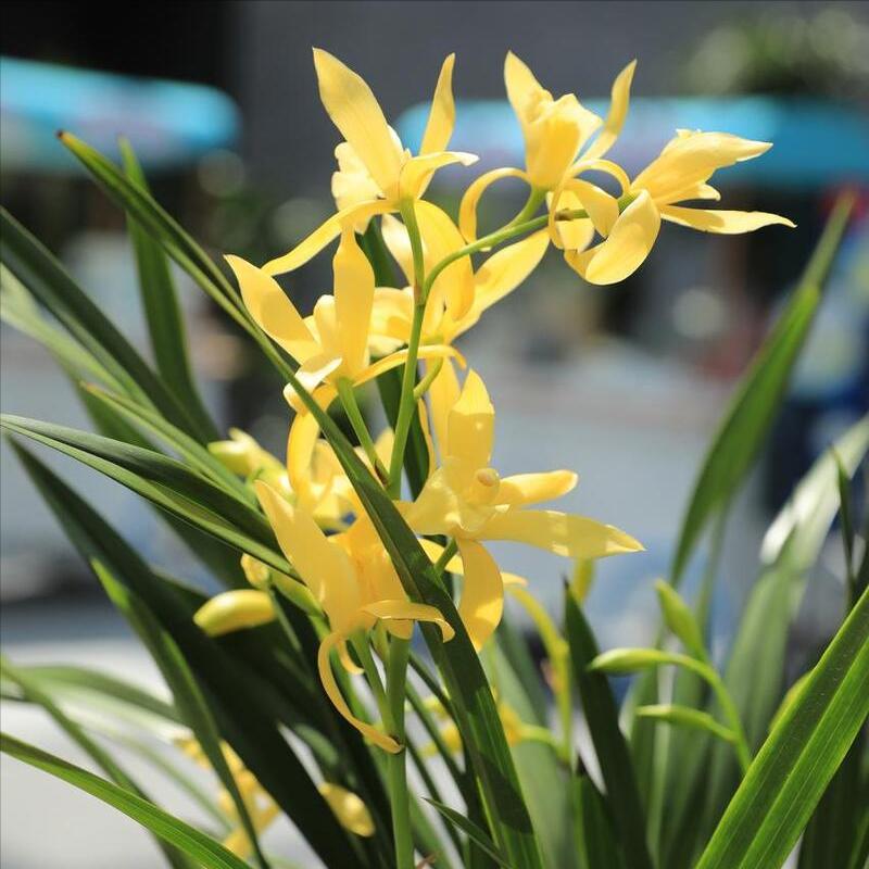 兰花空根最好的处理方法,兰花空根的补救方法