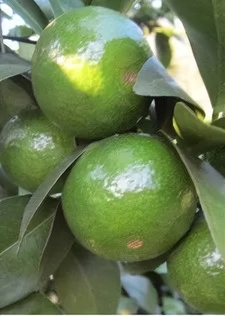 柑橘果实的构成特点有哪些,高品质蜜桔