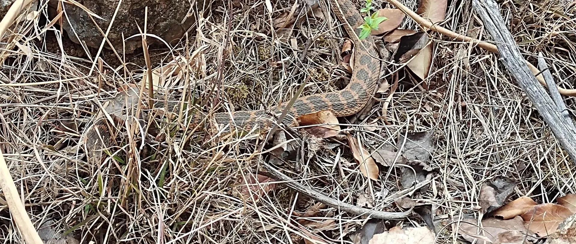 蛇头是三角形的无毒蛇,长角的毒蛇是什么蛇