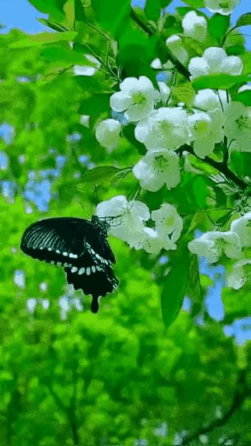 2023年03月03日星期五农历：癸卯年【兔年】二月十二八九第9天