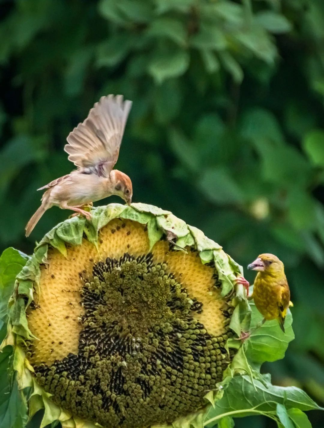 中国味儿,恰似那把瓜子