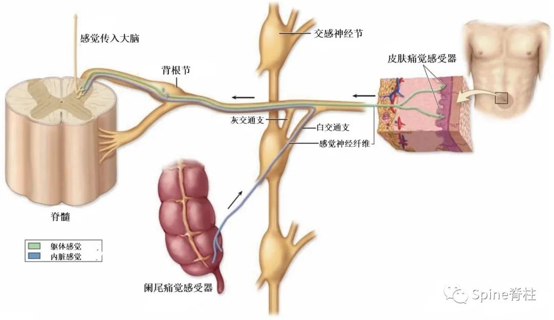 脊柱的神经支配,脊柱神经引起手臂疼痛