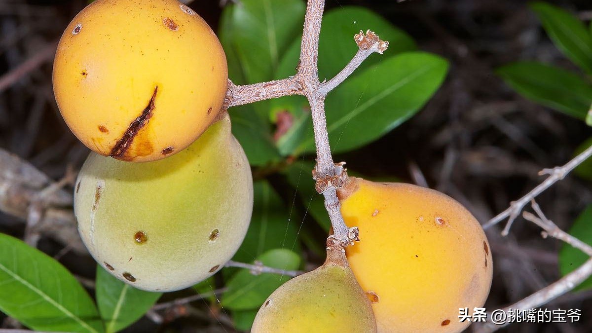 身处非洲，物种孤立进化的马达加斯加，各种奇瓜异果满岛飘香