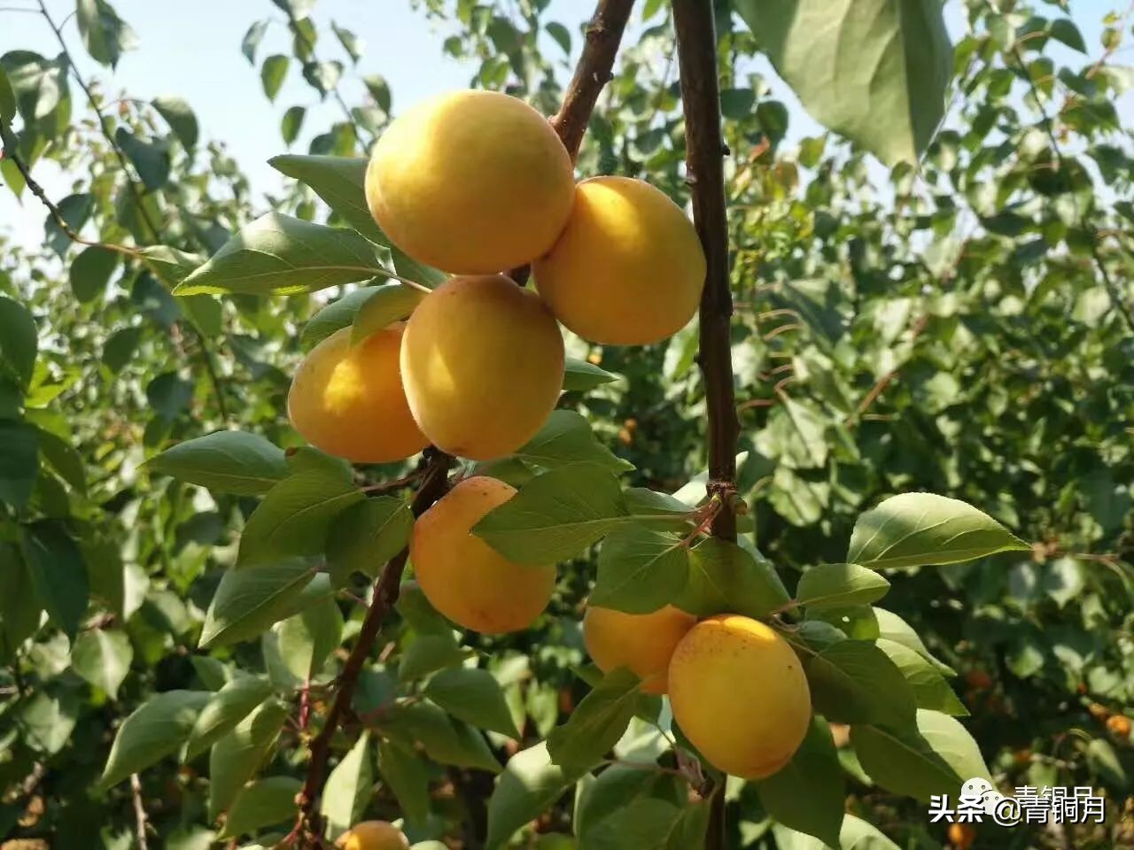 小说第2册第七课：周大新《小诊所》（10万+课程老师讲义）