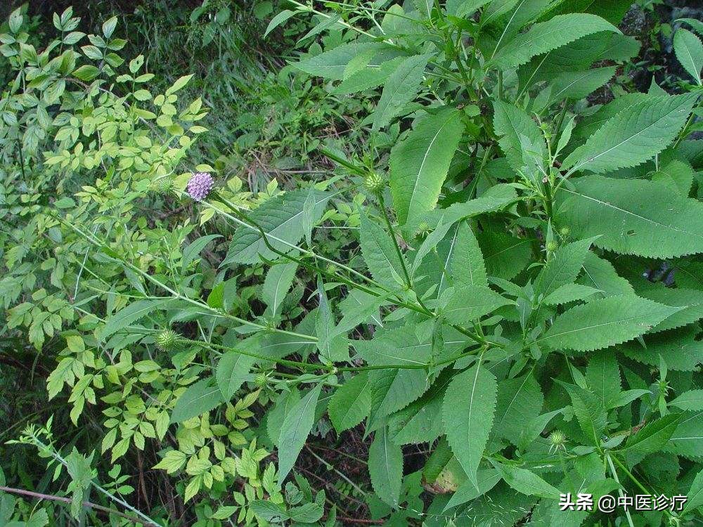 子宫肌瘤导致流产，治疗应选取益气安胎，散肌瘤顺利生产