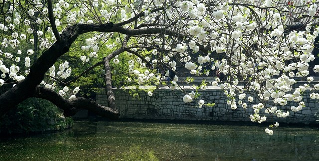 淡然一笑花开淡然,淡然一笑听风雨