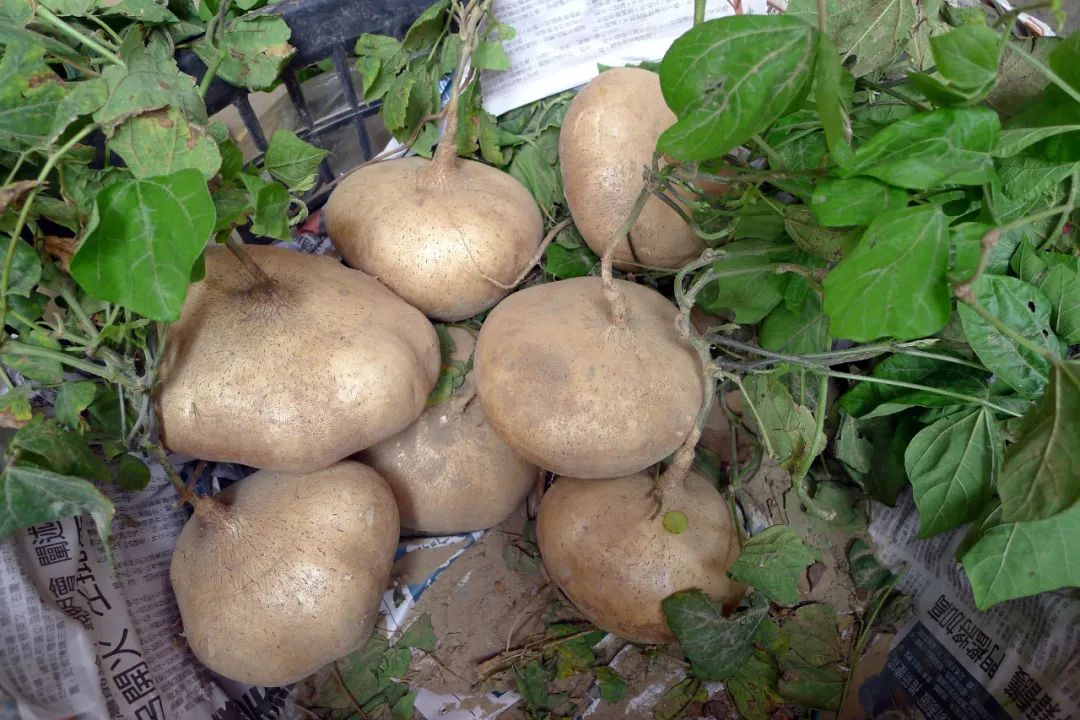 根类食物大全 (5种根菜类的食材)