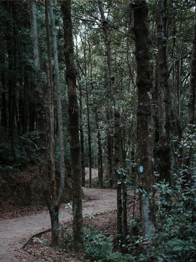 厦门森林公园免费景点,厦门森林旅游