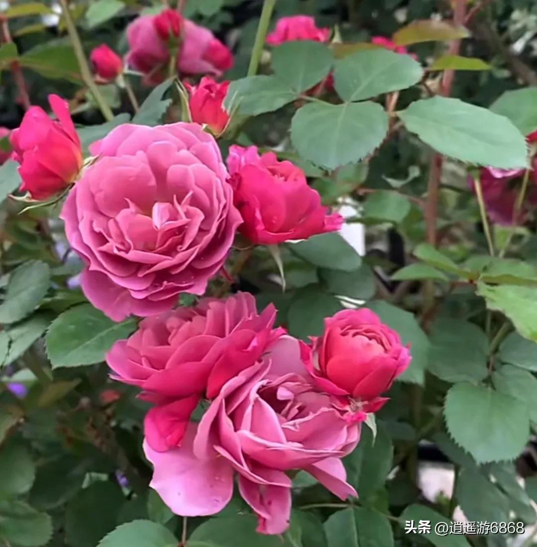 天狼说月季,美图分享铃兰