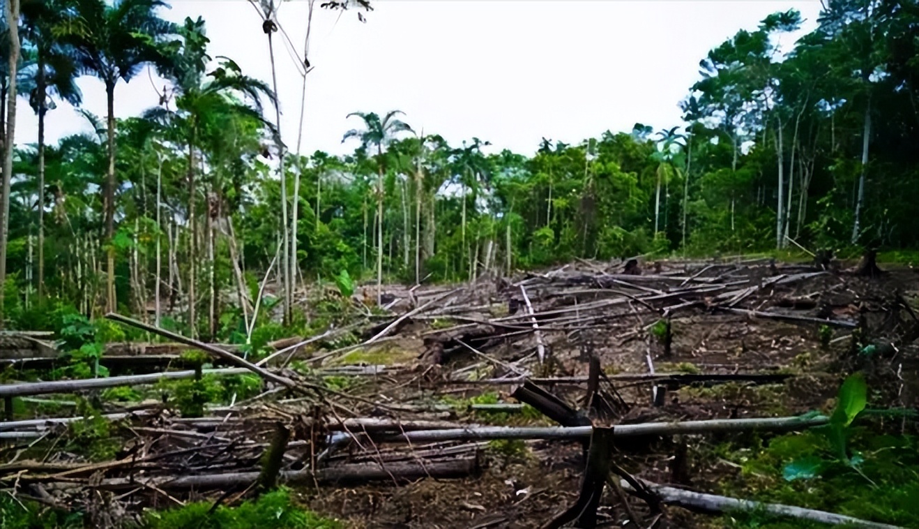 山东女孩苏一格,山东女孩苏一格极简生活