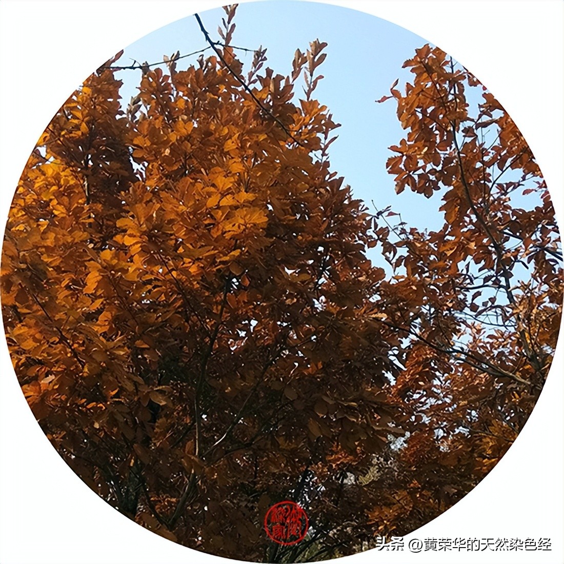 中国传统粽子,中国传统色灰紫