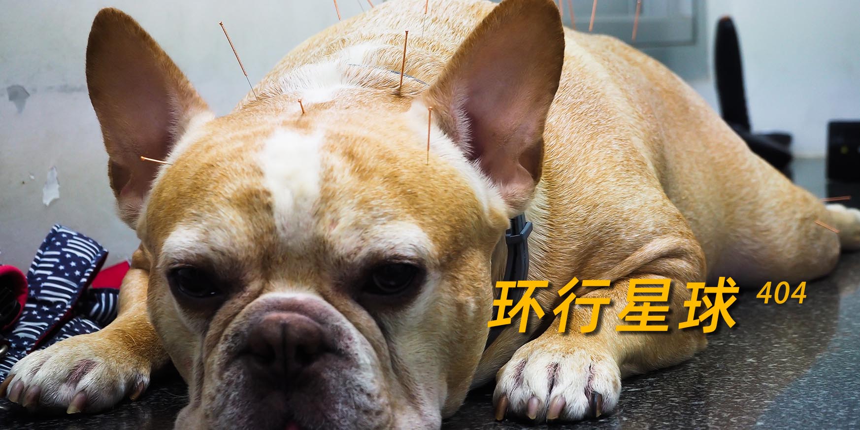 法国的国宝级老中医,中医药治老狗