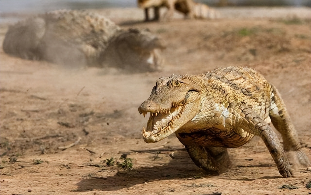 爱马仕鳄鱼皮手工包,爱马仕喜马拉雅鳄鱼皮包制作